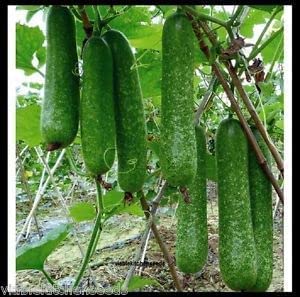 50 Winter Melon Seeds For Planting - Bi Dao Chanh - White Ash Benincasa Hispida Ash Gourd White Gourd, Winter Gourd | Non Gmo | Organic | Heirloom #TOP8