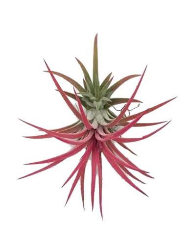 Clavel del Aire Rojo DECOALIVE Planta de Aire Natural Color Rojo Tillandsia Roja
