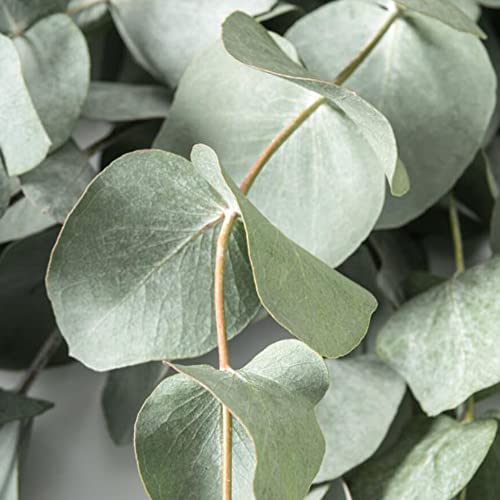 Tree Seeds For Planting Eucalyptus Cinerea Argyle Apple Mealy Stringbark Silver Dollar Tree Seeds Home Outdoor Easy To Grow 25 Pcs Shrub Bush Plant Seeds #TOP3