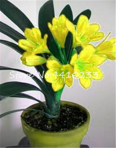 Seed 100 Pcs Mixed Clivia Rare Rainbow Clivia Flower Potted Plants Dedicated Windowsill Perennial Flower Home Garden Plant - (Color: b) Seed 100 Pcs Mixed Clivia Rare Rainbow Clivia Flower Potted Plants Dedicated Windowsill Perennial Flower Home Garden Plant - (Color: b)