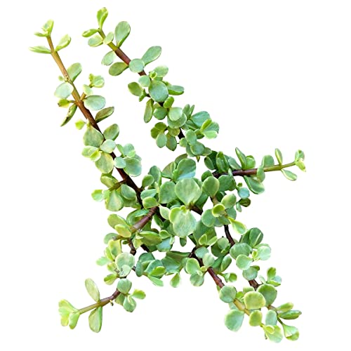 Portulacaria Afra Decumbent (2 Inch) - Variegated Elephant Bush Succulent - Dwarf Jade Plant (2/4 Inch) - Lucky Plant For Sale - Money Tree For Home Office Decoration #TOP5