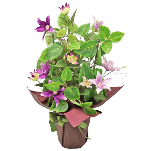 Rv  N}`X̔A t̃AW 2403-1577 CTG}H VNt[ ebZ t[AWg CeA arg