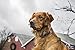 SportDOG Brand Contain + Train Add-A-Dog Collar One Size