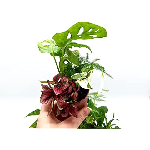 Five Small Mixed Plants for Terrariums Cover