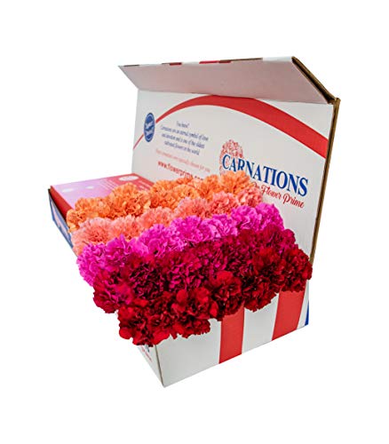 Flower Prime Flowerprime 100 Mother'S Day Carnations - Special Holiday Variety Pack Fresh Natural Cut Flowers thumb #3