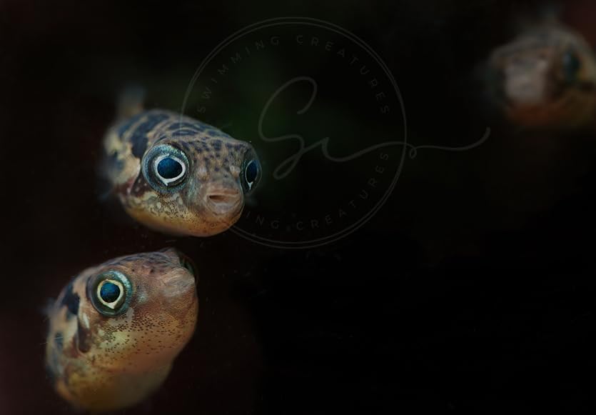 Swimming Creatures 4 Dwarf Pea Puffer Jenvnies (Carinotetraodon Travancoricus) Approx 1/2" Freshwater Aquarium Fish, 100% Live Arrival Guarantee.