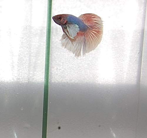 Quinn's Fins- Live Dumbo Ear Betta