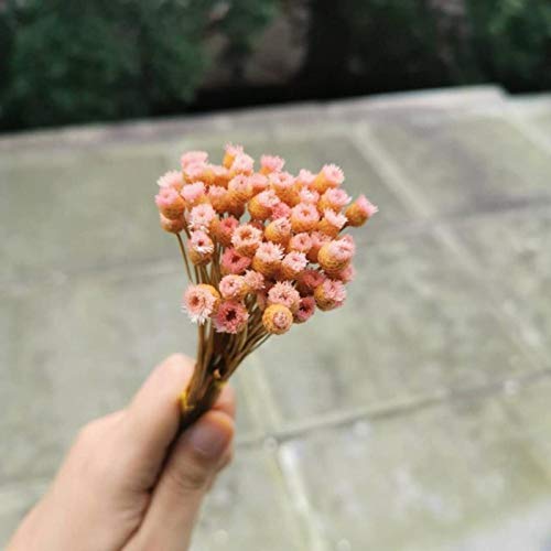 50 piezas Ramo mini flores naturales secas decorativas miniatura 1