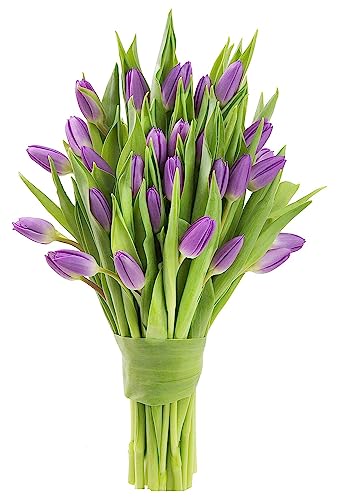 Image of KaBloom PRIME OVERNIGHT DELIVERY - WEDDING COLLECTION - PREMIUM 30 Purple Tulips - Wholesale Fresh Flowers I Gift for Birthday, Anniversary, Thank You, Mother's Day Fresh Flowers.