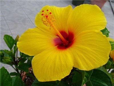 Amazon Co Jp 販売 0個の巨大ハイビスカスの花鉢植えの庭の装飾のための盆栽花bonsaiasミックス色のハイビスカスの木めっき 16 Diy 工具 ガーデン Amazon Co Jp 販売 0個の巨大ハイビスカスの花鉢植えの庭の装飾のための盆栽花bonsaiasミックス色のハイビスカスの木めっき 16 Diy 工具 ガーデン