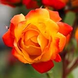 Heirloom Climbing Roses, Live Own Root Plant for Outdoor Garden, Piñata, Lightly Fragrant, Hardiness Zones 5-10, Continual Blooming