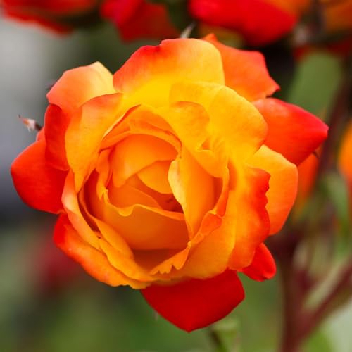 Heirloom Climbing Roses Live Own Root Plant for Outdoor Garden Piata Lightly Fragrant Hardiness Zones 5-10 Continual Blooming