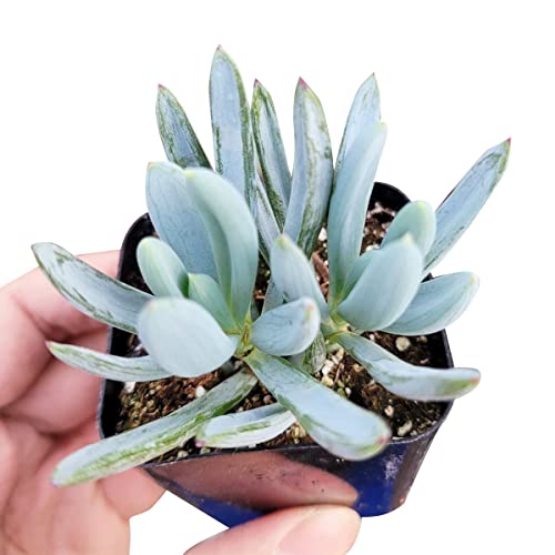 Senecio Blue Chalksticks (2 Inch) - Healthy Succulent Senecio Live Easy Care Indoor House Plant, Fully Rooted In 2/4/6 Inch Sizes #TOP28