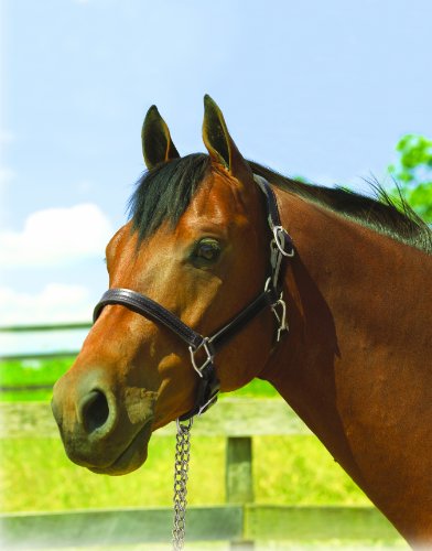 Perri's Premium 1-Inch Leather Show Halter with Silver Hardware, Black, Cob