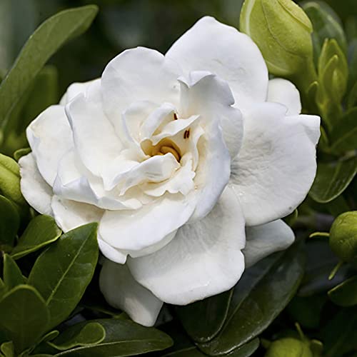 YouGarden - 1 x Winter Hardy Gardenia 'Crown Jewel' Flowering Shrub Plant in a 9cm Pot - Hardy Shrubs Ready to Plant Out Garden Ready Plants for Garden, Pots and Patios - White Outdoor Plants in Pots