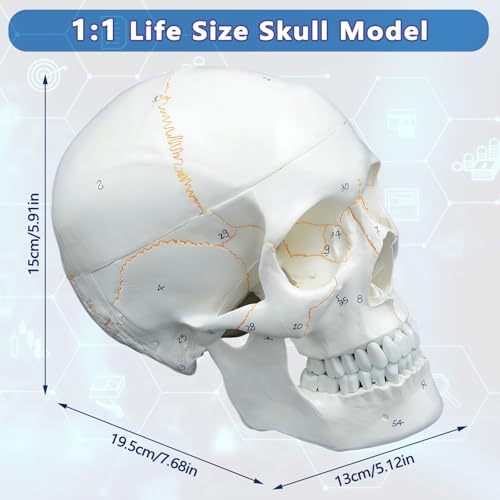 Image of Numbered Human Skull Model,White Human Anatomy Exploded Skull,3 Parts and 55pcs Labeled Numbered for Student Study,Teaching Demonstration and Medical Education Display