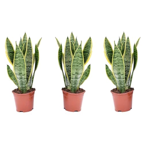 Plant in a Box - Sansevieria trifasciata 'Futura Superba' - Pokon - Set de 3 - Maceta 12cm - Altura 35-40cm