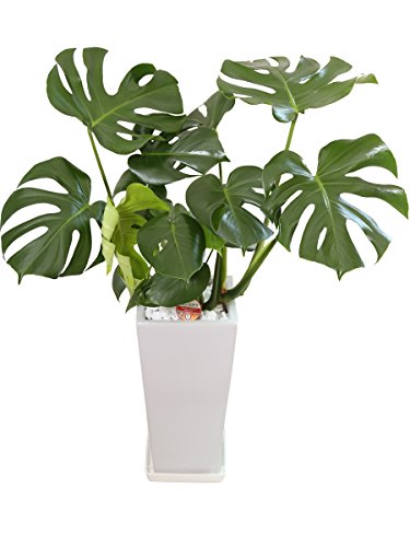 _ ϗtA Xe fVI[T { 7  p픫 Y_ t CeA A JXj zj Mtg ̓ ̓ hV̓ v[g 蕨  Ε  Əj w wj ItBX