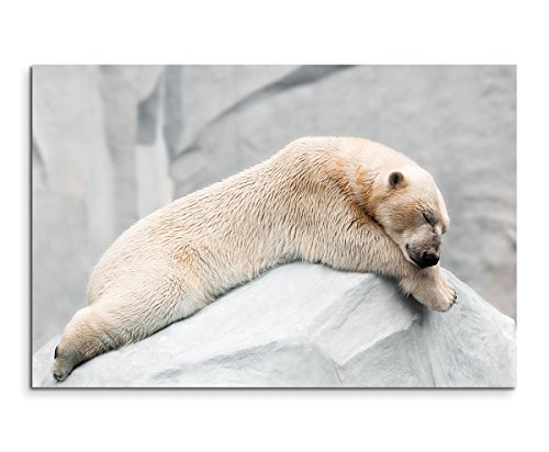 Sinus Art Tableau mural 120 x 80 cm - Photographie animale - Joli ours polaire endormi