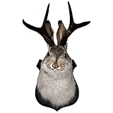 Jackalope, Jackalope Mount, Jackalope Taxidermy, Simulation Animal Head Specimen Hanging Wall Art, Resin Deer Head Animal Wall Mount, for Home Wall Decoration (1PCS)