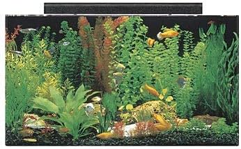 SeaClear 50 gal Acrylic Aquarium Combo Set, 36 by 15 by 20", Black