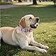 AKOFIC Taktisches Hundehalsband mit Griff, Breites Halsband Hund Gepolstert aus Nylon, Verstellbar Robuster Dog Collar mit Metallschnalle für Mittlere Große Hunde (Lila, L)