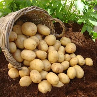 Second Early Seed Potatoes NICOLA- Organic Variety Seed Potatoes, X20 Tubers,Best for Salad,Boiling Mashing