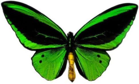 Framed Green Birdwing Butterfly – Riker Mount (8" x 6") - Hanger on Back