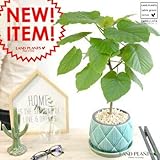 ウンベラータのおすすめ15選 鉢の大きさと仕立てで選ぶ ママアイテム ウーマンエキサイト