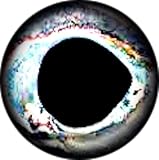 Brule 3-D Hard Epoxy Eyes (Frost, 10mm)