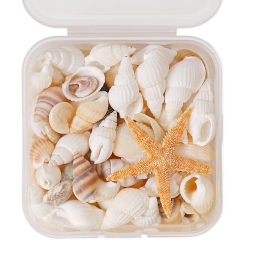 Quesuc Eine Schachtel Kleine Muscheln Mini Gemischte Muscheln Seestern Natürliche Muscheln Für Strand Malerei Kunst & Handwerk Galerie Home Diy...