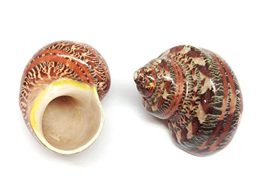Image of PEPPERLONELY 2 PC Natural Large Hermit Crab Shells, Tapestry Turbo, 2 Inch ~ 2-1 /2 Inch