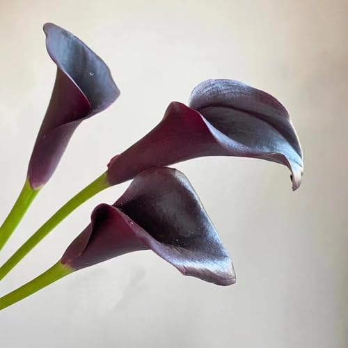 8 piezas bulbos de cala resistentes - de balcón resistentes, decoración lirio cala del jardín la decoración del balcón, al