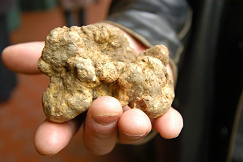 Seeds Truffle White Mushrooms Spores Spawn Substrate Mycelium For Planting Non Gmo #TOP5