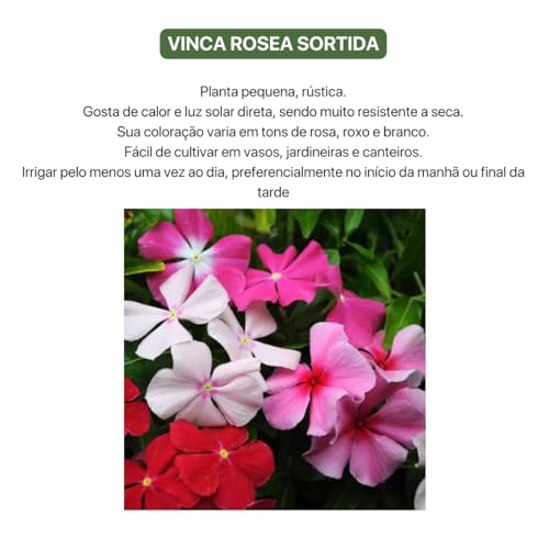 Kit 4 Sementes de Flores (Godetia, Phlox Sortido, Onze Horas, Vinca Rosea)