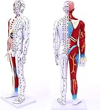 Conception flexible : Ce modèle est doté de bras et de pieds pivotants à , permettant aux utilisateurs d'observer facilement les points d'acupuncture. Ajustez la position des bras pour améliorer votre apprentissage des méridiens et des points d'acupuncture.