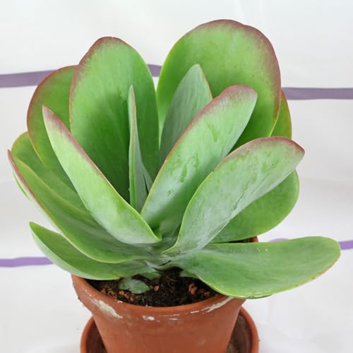 Kalanchoe Flapjacks - 4 Live Starter Plants in 2 Inch Growers Pots - Kalanchoe Thyrsiflora - Drought Tolerant Indoor Outdoor Cacti Succulent Houseplant