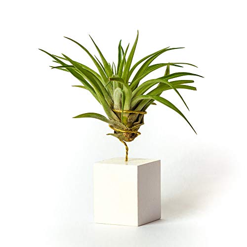 PLANDAIRE Piante Tillandsia Vera Sospesa Velutina con Supporto - Piante Aeree Vive - Pianta Figlia del Vento Pianta Vera da Interno - Air Plant - Piante da Casa Piante d'Aria (Bianco)