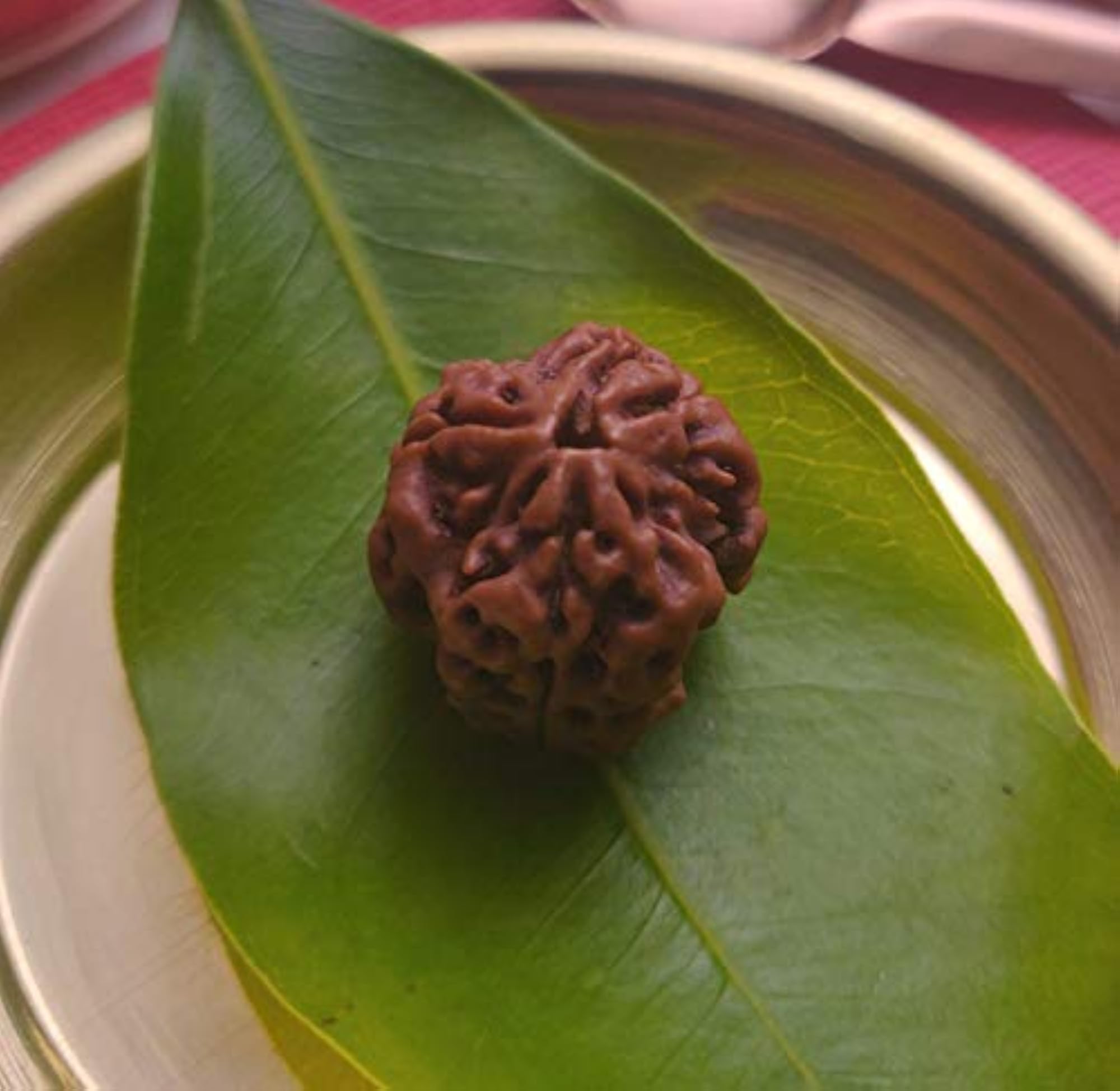Three Mukhi Nepali Rudraksha Original Natural Bead