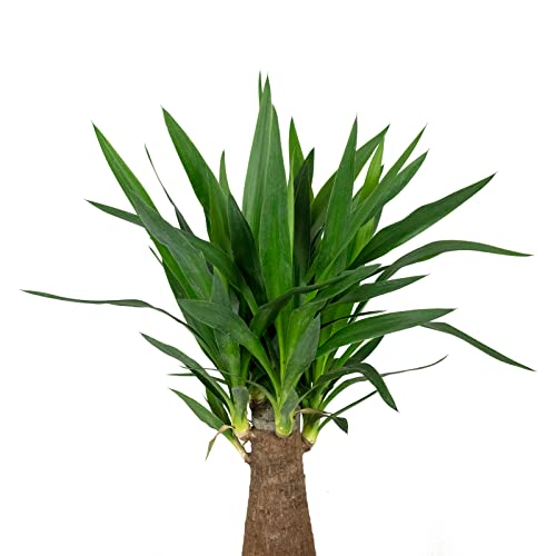 Palmlilie - echte Zimmerpflanze, Yucca guatemalensis - Höhe 60 cm, Topf-Ø 19 cm - Image 3