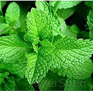 EverSneh Live Mint Pudina Plant With Black Plastic Pot 4 Inch Size (B0BDXFBGND) Amazon Price History, Amazon Price Tracker