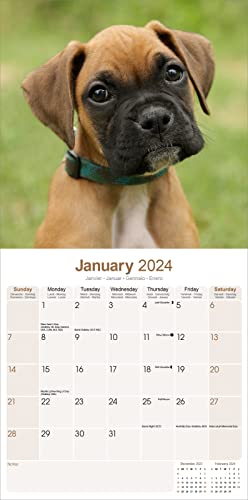 Boxer (Euro) Calendar 2024 - Image 3