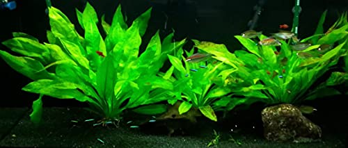 Marcus Fish Tanks Amazon Sword Echinodorus Bleheri Easy Live Aquarium Plants For Aquatic Freshwater Fish Tank Buy 2 Get 1 thumb #6