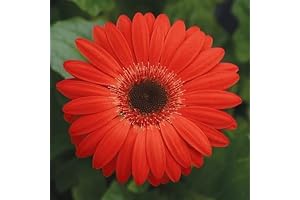 Vibrant Gerbera Daisy Plants from Premium Seeds