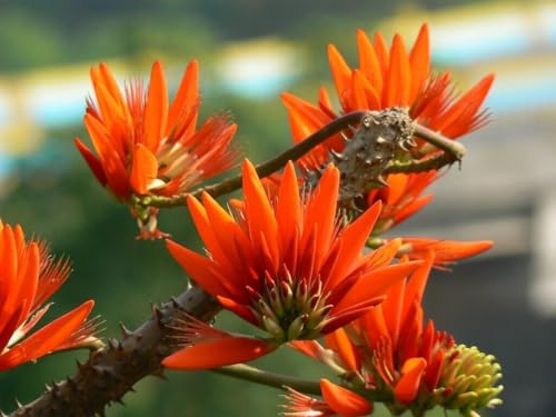 Árbol del coral del Himalaya - Erythrina arborescens Árbol del coral 5+ semillas Semillas E 269