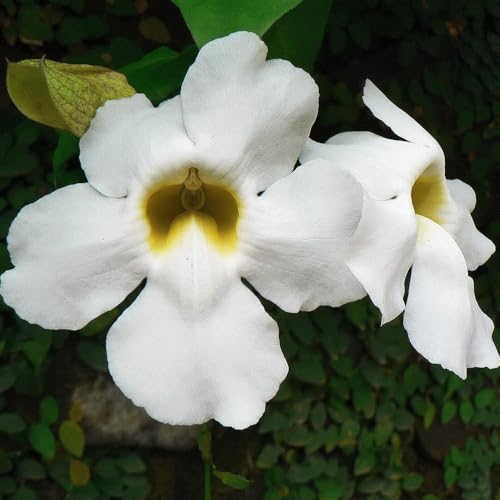 Genérico, Muda de Tumbergia Branca 50 a 80cm AMK - Plantas Online