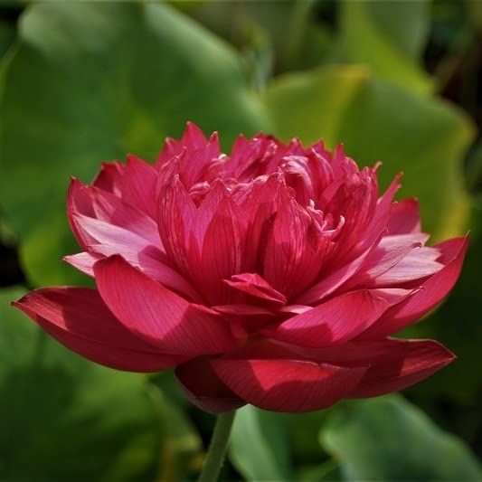 Indian Gardens - Lotus live plant Rare plant Original color guarantee plant | Indoor | outdoor Live plant (Code 31) (B0BHJ5XW6G) Amazon Price History, Amazon Price Tracker