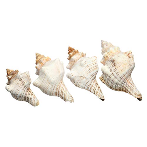 9 – 20 cm natural trompeta conchas de mar caracoles decoración del hogar (# 2)