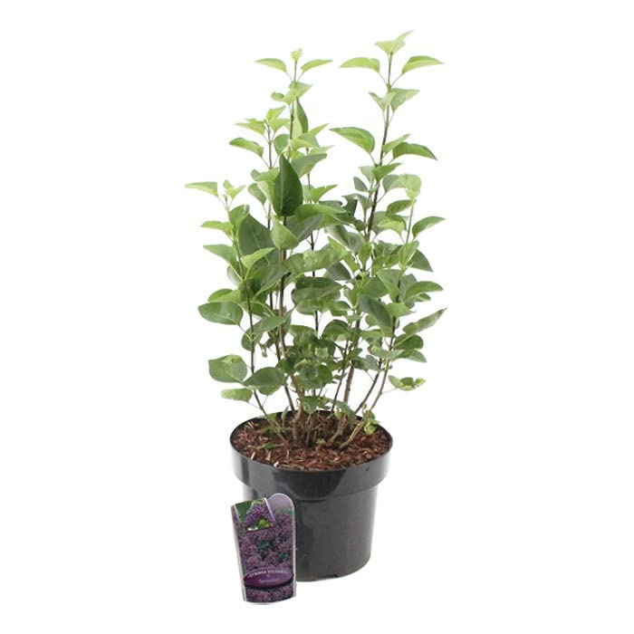 Lilas commun 'Sensation' – Syringa vulgaris 'Sensation' 40-60 cm pot | Arbuste rare, fleurs bicolores violet & blanc, parfait haie fleurie