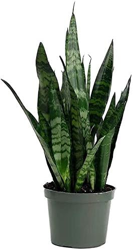 Amazon Com American Plant Exchange Sansevieria Zeylanica Easy Care Live Plant 6 Pot Indoor Air Purifier Patio Lawn Garden